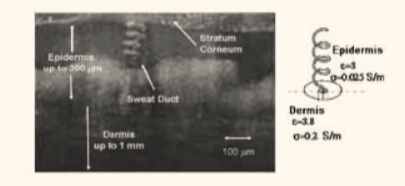 Structure of the sweat gland and duct within the skin